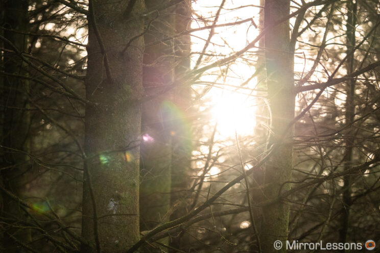 trees with sunlight in the background