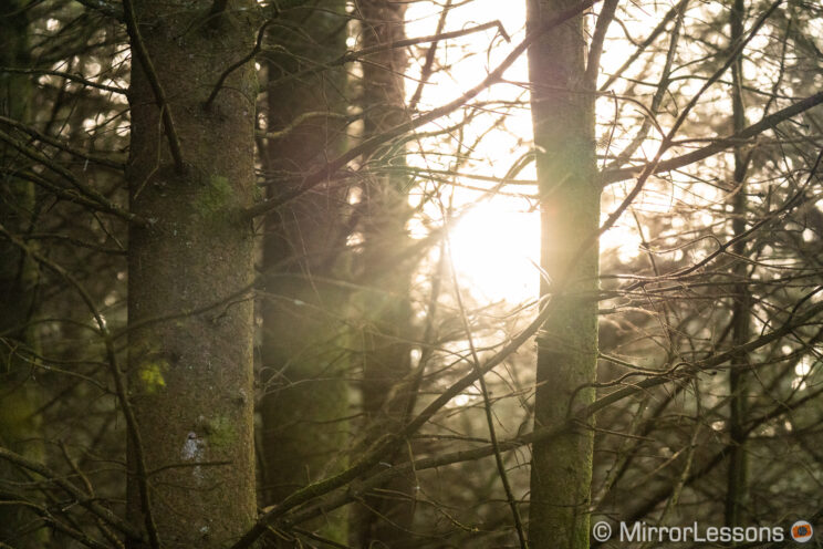 trees with sunlight in the background