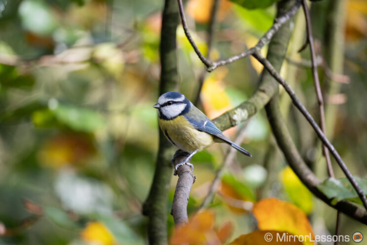 Blue tit perched on a tree