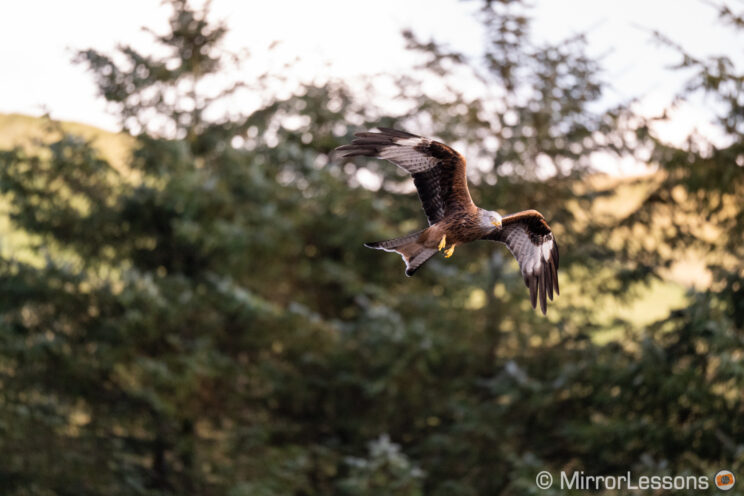 red kite flying with trees in the background