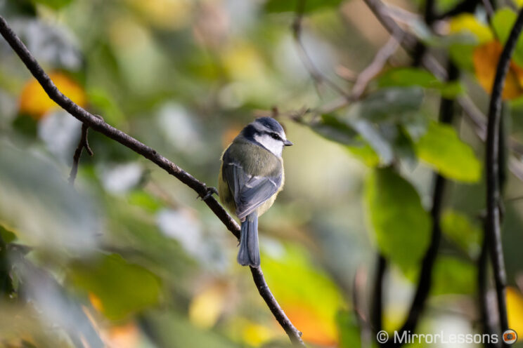 Blue tit perched on a tree