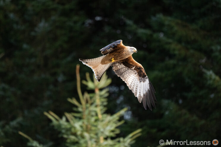 red kite flying with trees in the background