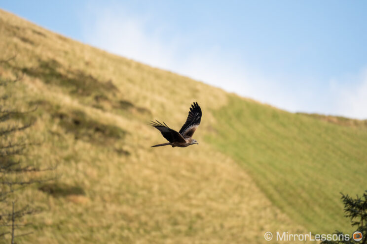 red kite flying with hill and blue sky in the background