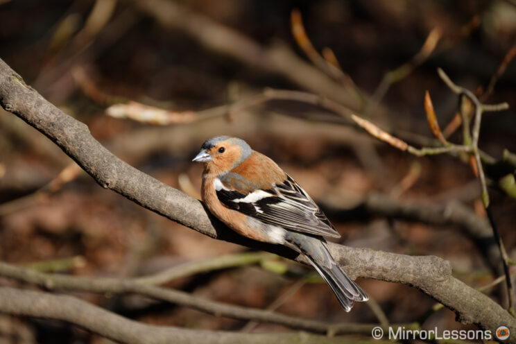 Common chaffinch perched on a tree