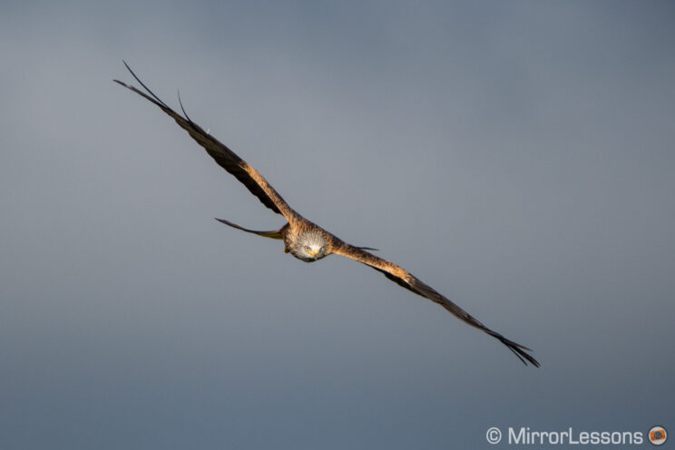 red kite flying with cloudy sky in the background