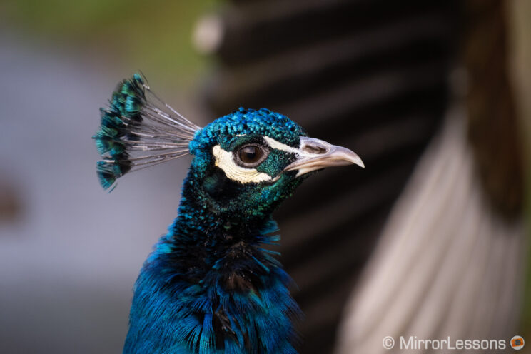 close-up of a peacock
