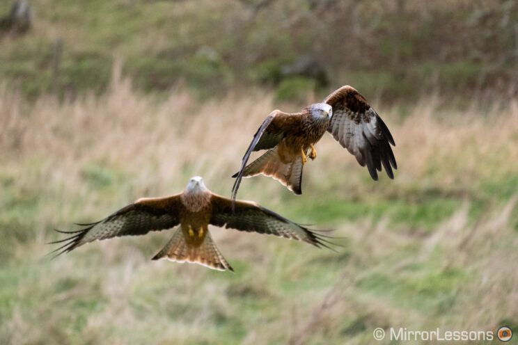 two red kites flying with hill in the background