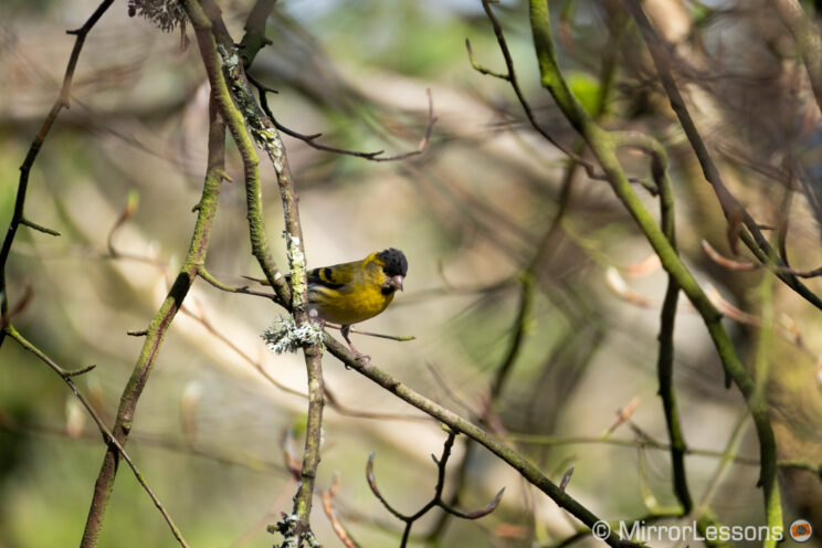 small yellow bird (Eurasian siskin) perched on a tree and surrounded by branches