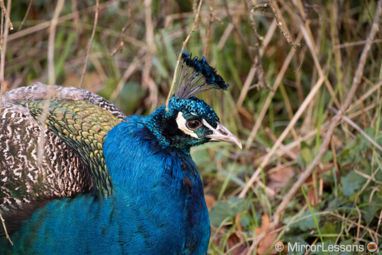 close-up of a peacock with small branches in the background