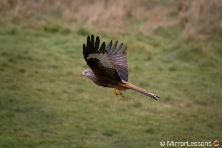 red kite flying with green field in the background