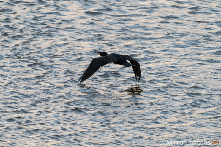 cormorant flying close to the water