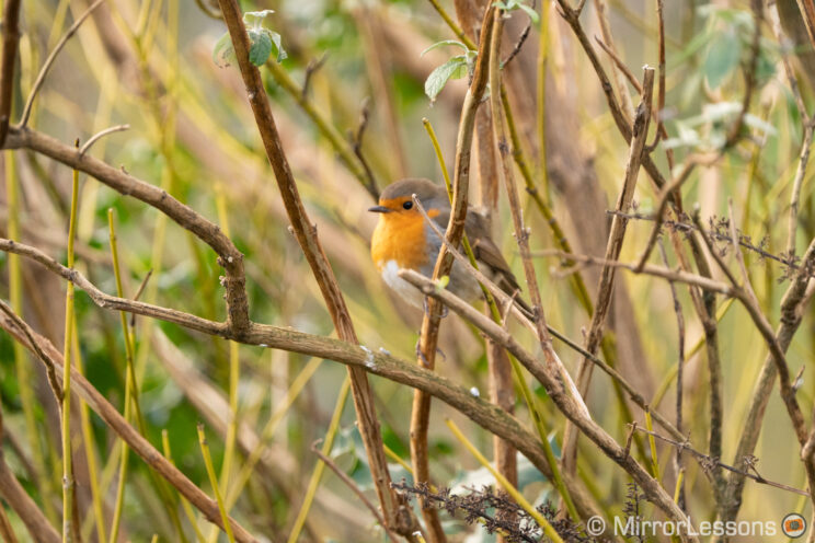 robin among branches