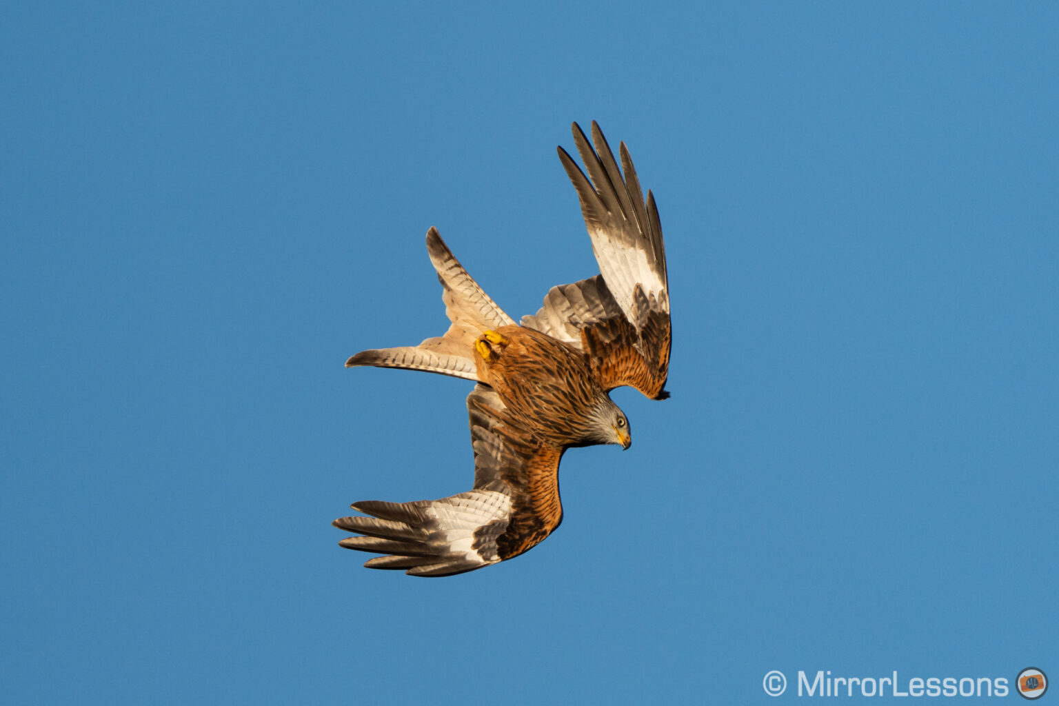The Best Mirrorless Cameras for Birds in Flight Ranked Mirrorless