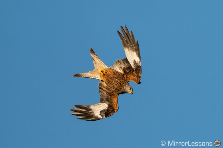 red kite flying down with blue sky in the background