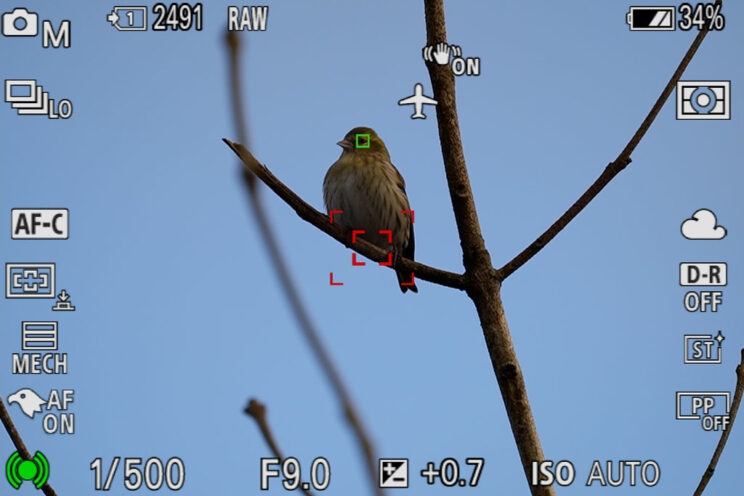 screenshot of the A7 IV live view showing Eye AF at works on a perched bird