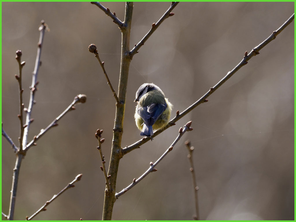 Blue tit perched on a tree, with the AF area highlighted in green