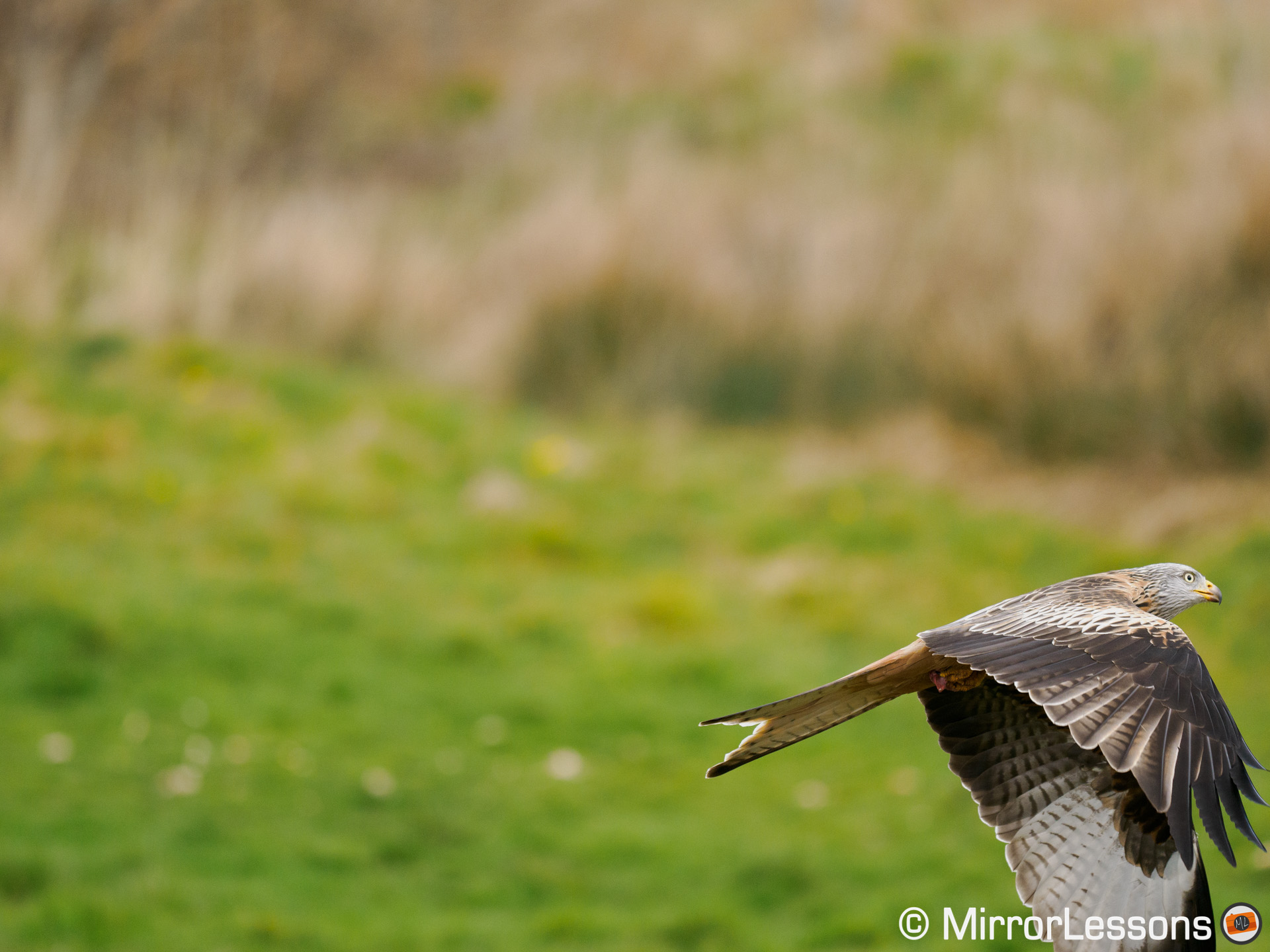 red kite flying, positioned at the bottom right of the frame rather than the centre