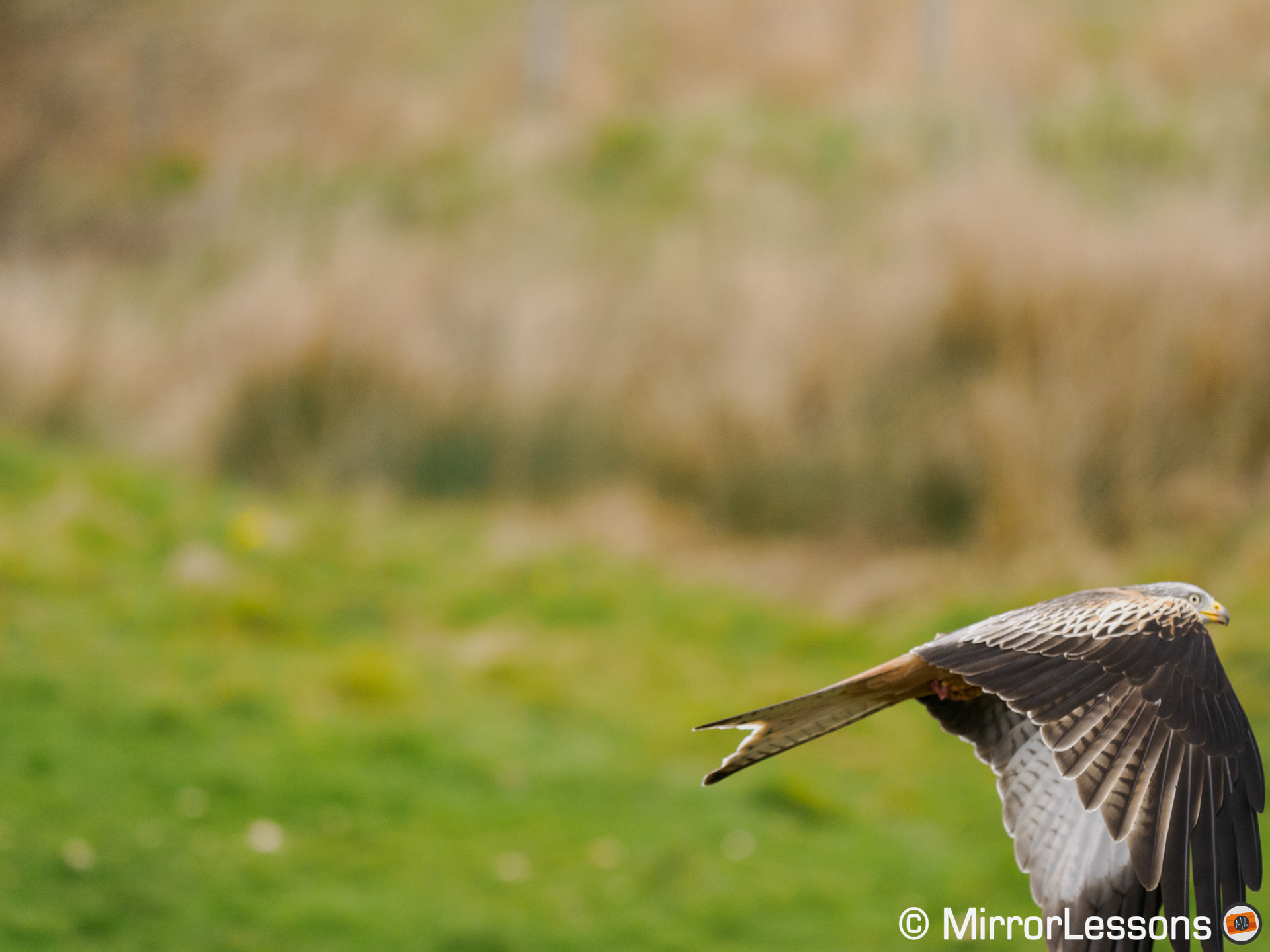 red kite flying, positioned at the bottom right of the frame rather than the centre