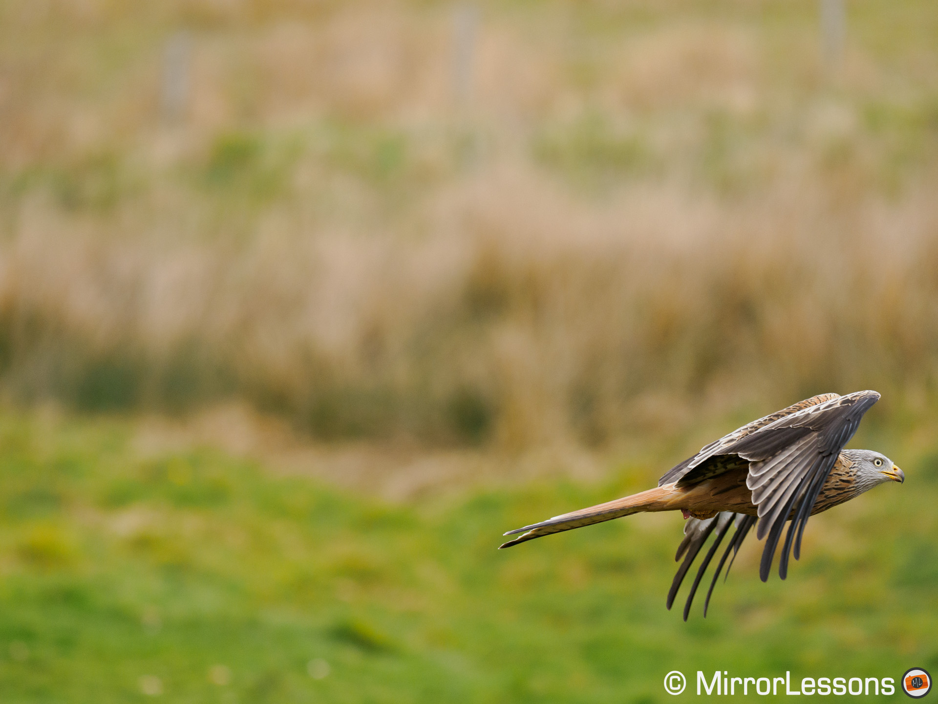 red kite flying, positioned at the bottom right of the frame rather than the centre