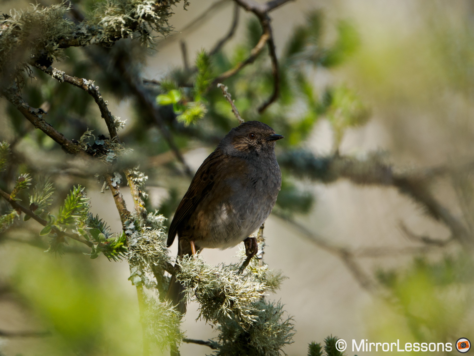 Dunnock perched in a tree