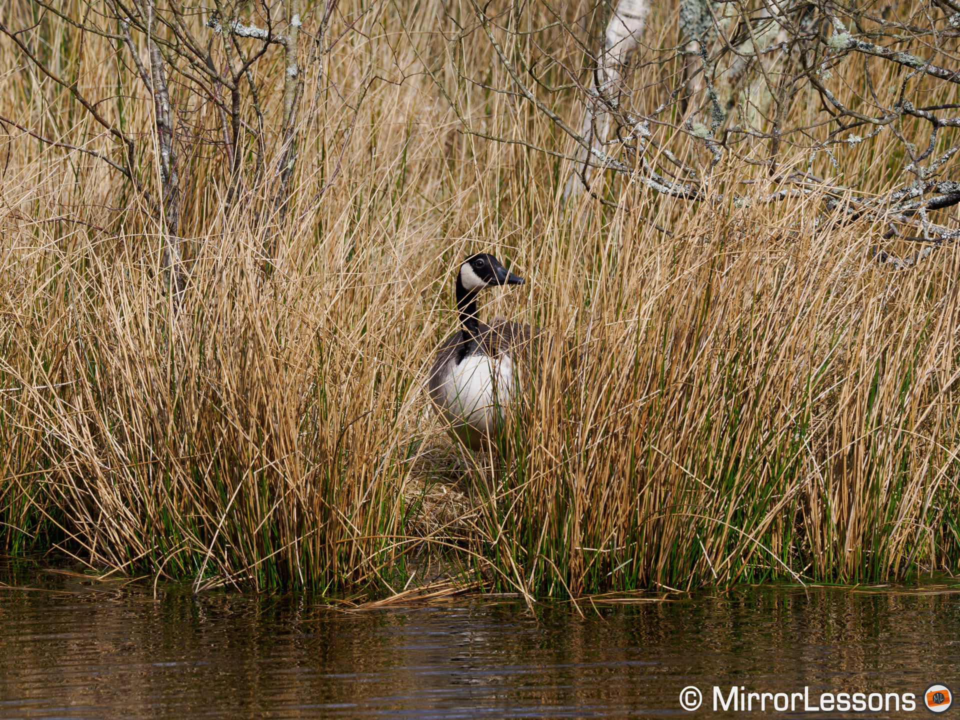 Canada goose hiding in tall brown grass