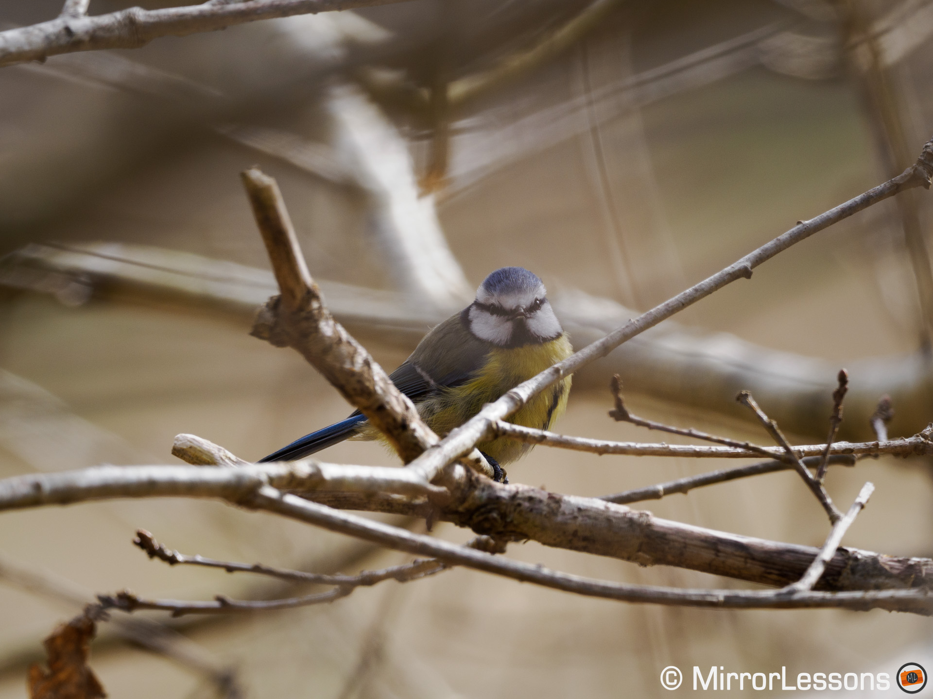 Blue tit surrounded by branches