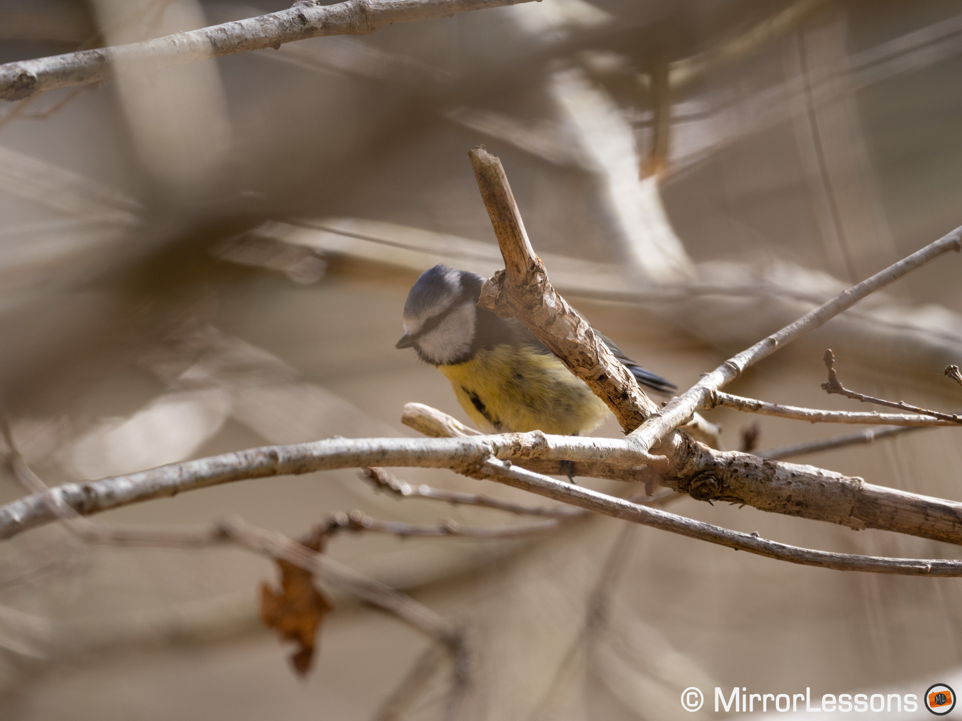 Bluetit behind a small branch, deep inside a leafless tree