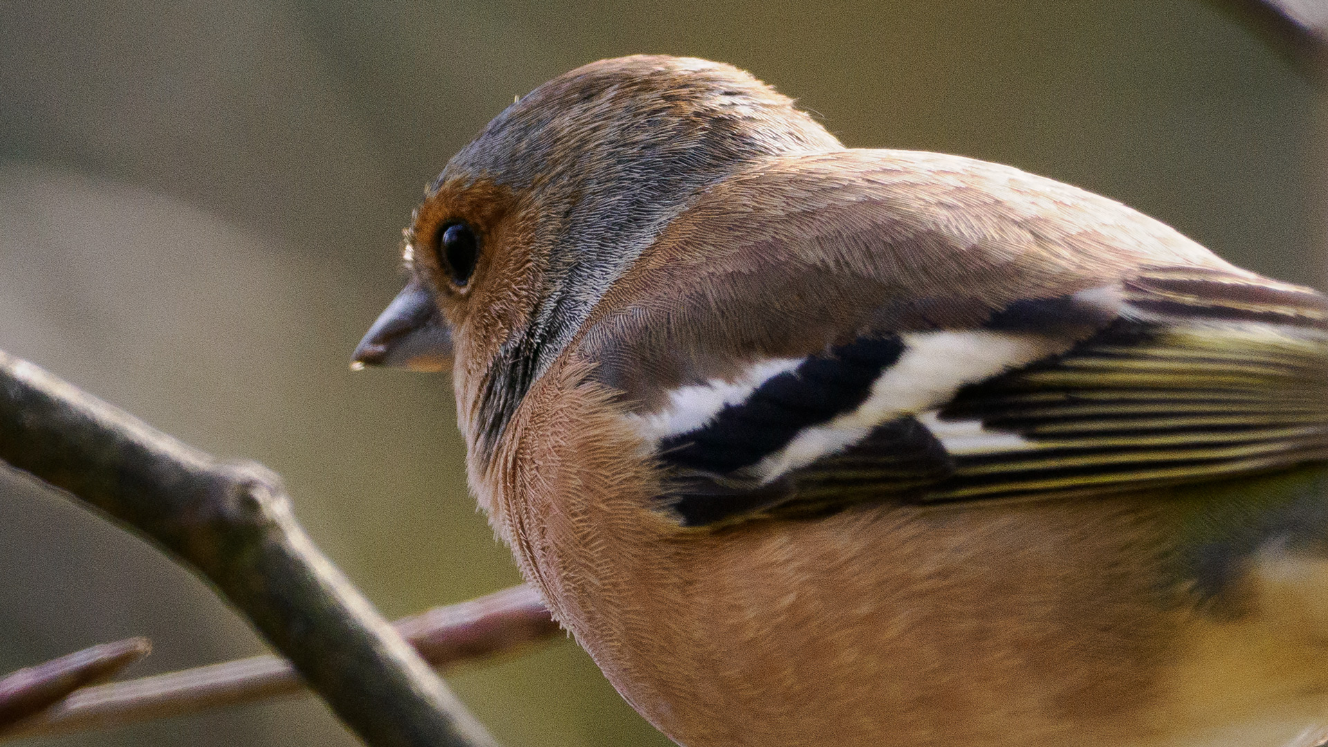enlargement of the previous image, showing the eye of the bird being slightly soft