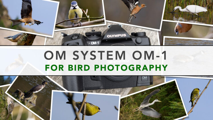 cover image with multiple pictures of birds and the title of the article in the middle