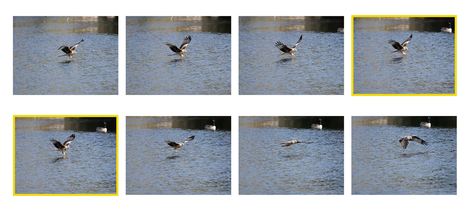 grid of thumbnail images representing a sequence of 8 photos with the red kite above water