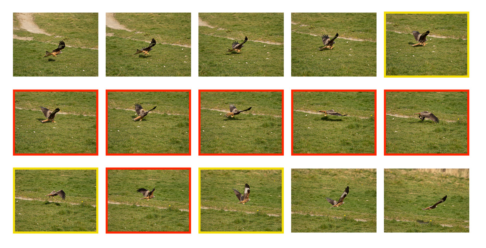 grid of thumbnail images representing a sequence of 15 photos with the red kite above grass