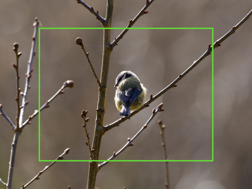 Blue tit perched on a tree, with the AF area highlighted in green