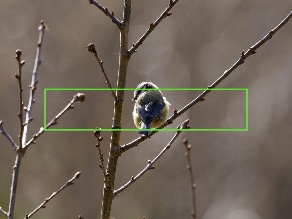 Blue tit perched on a tree, with the AF area highlighted in green