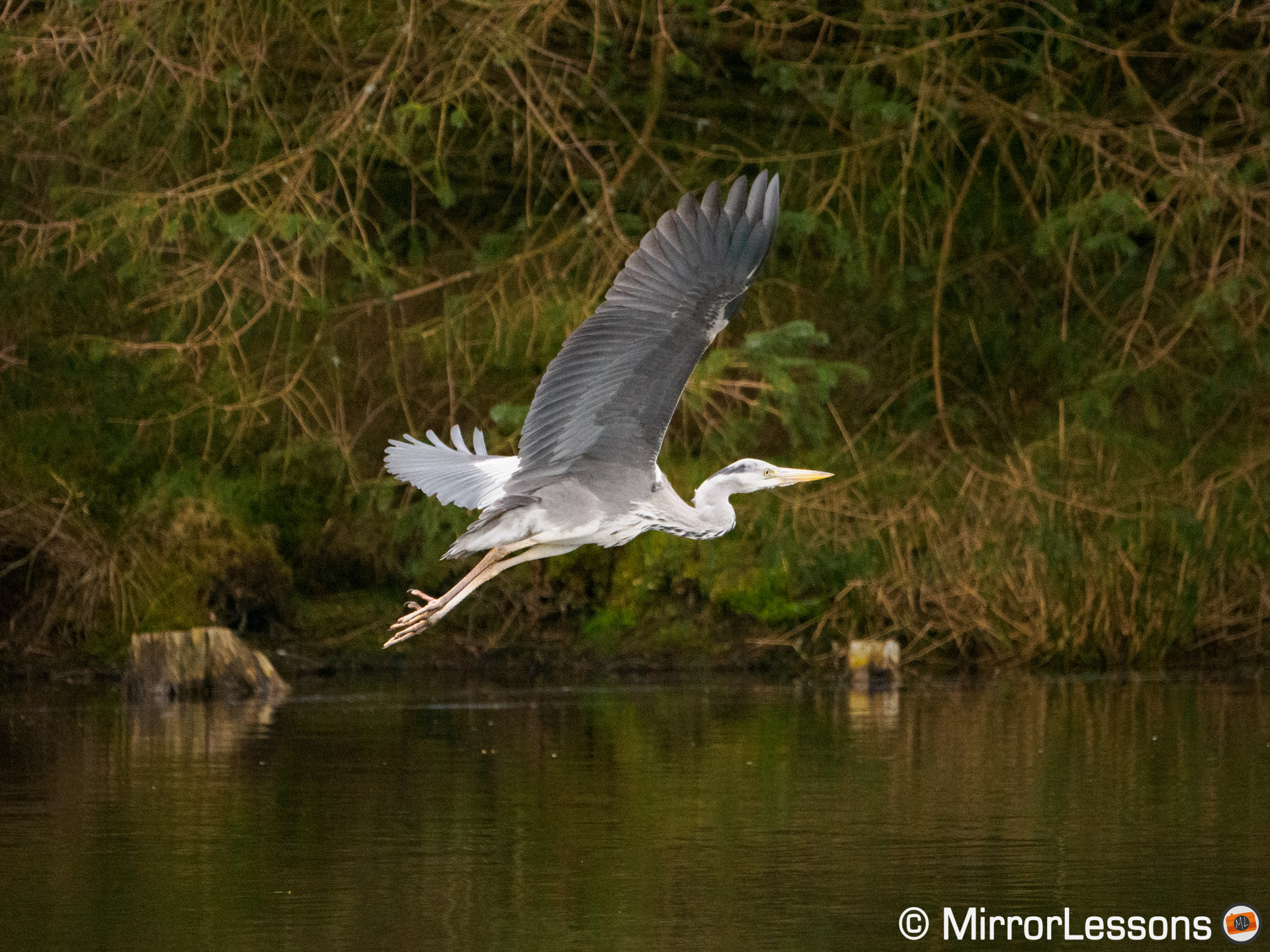 grey heron in flight with trees in the background