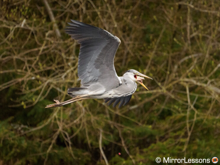 grey heron in flight with trees in the background
