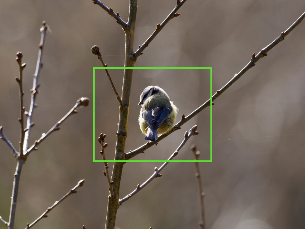 Blue tit perched on a tree, with the AF area highlighted in green