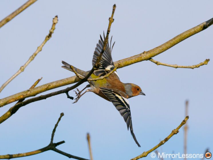 Chaffinch flying off a tree