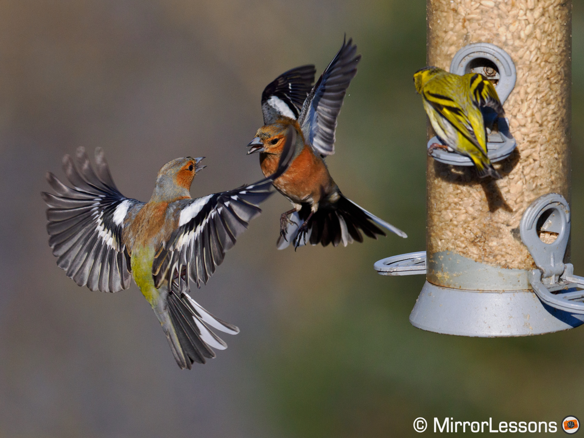 Two chaffinch fighting near a bird feeder