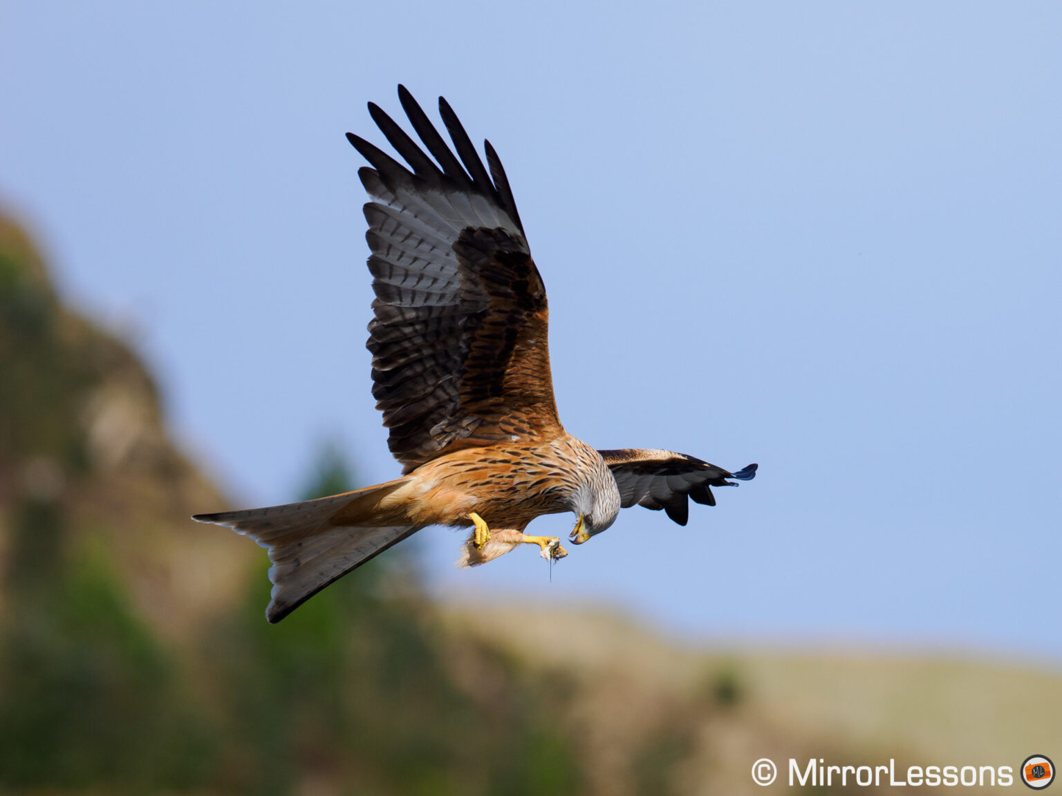 The Best Mirrorless Cameras for Birds in Flight Ranked Mirrorless