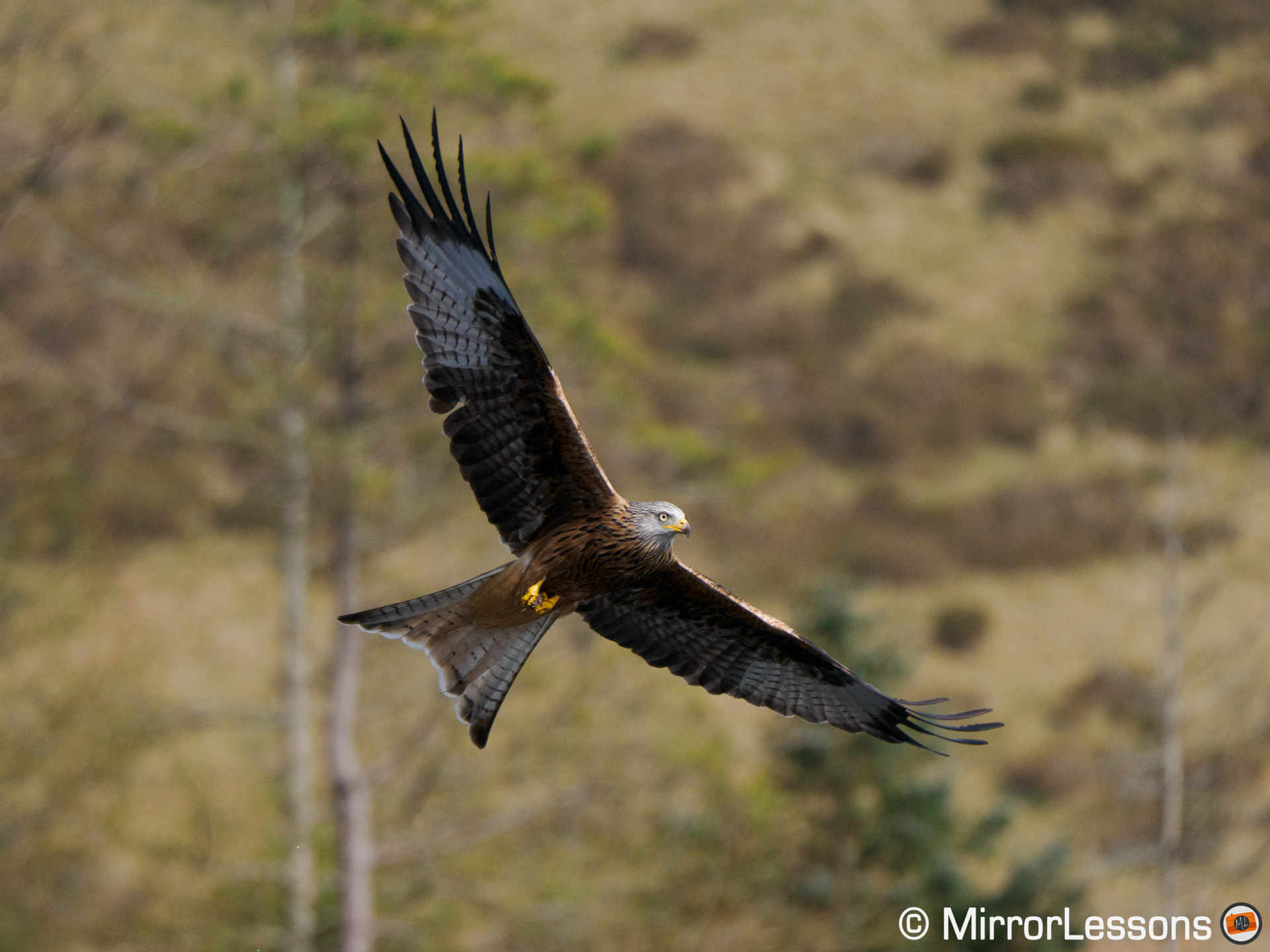 red kite with trees in the background
