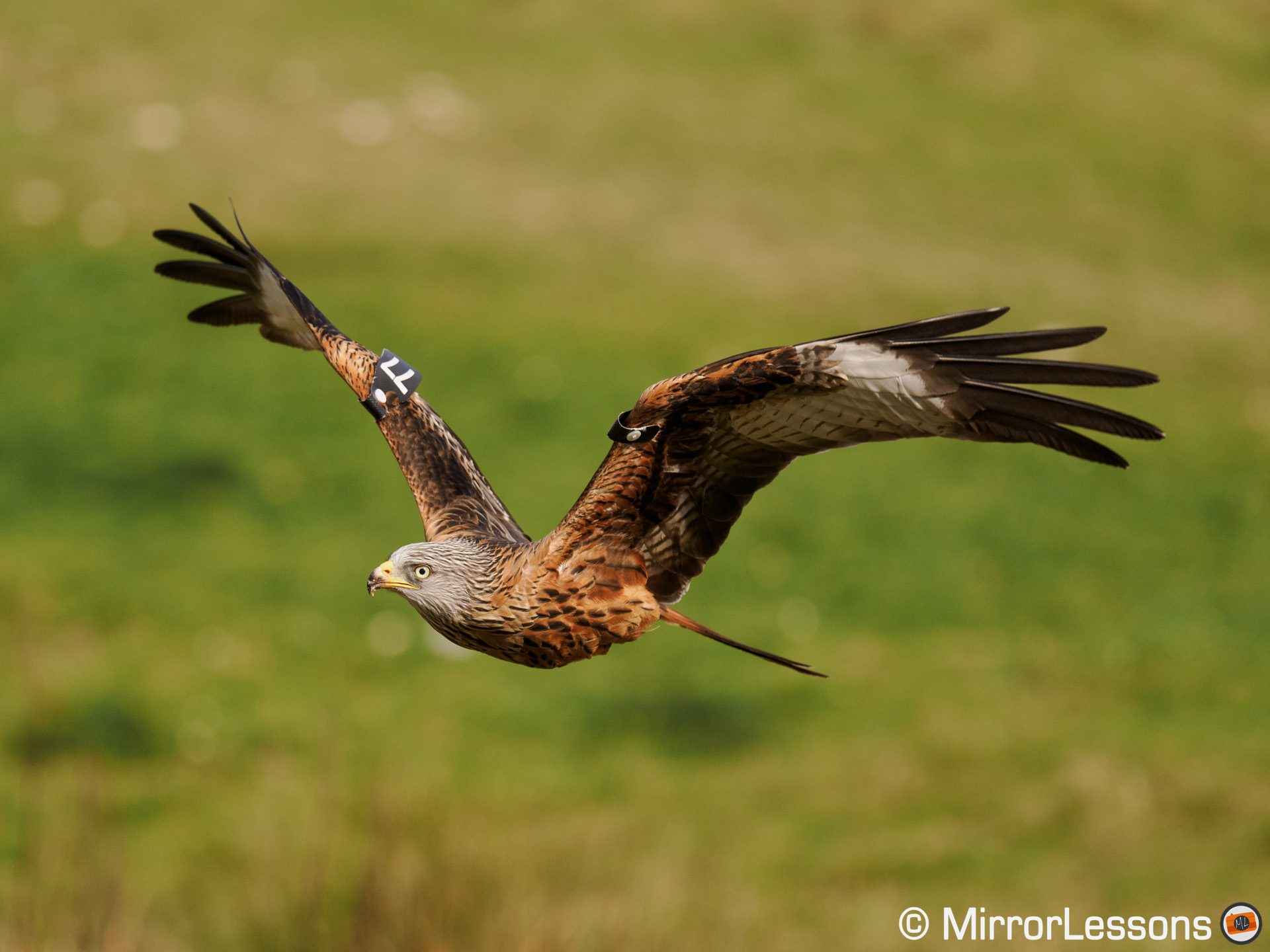 red kite with grass in the background