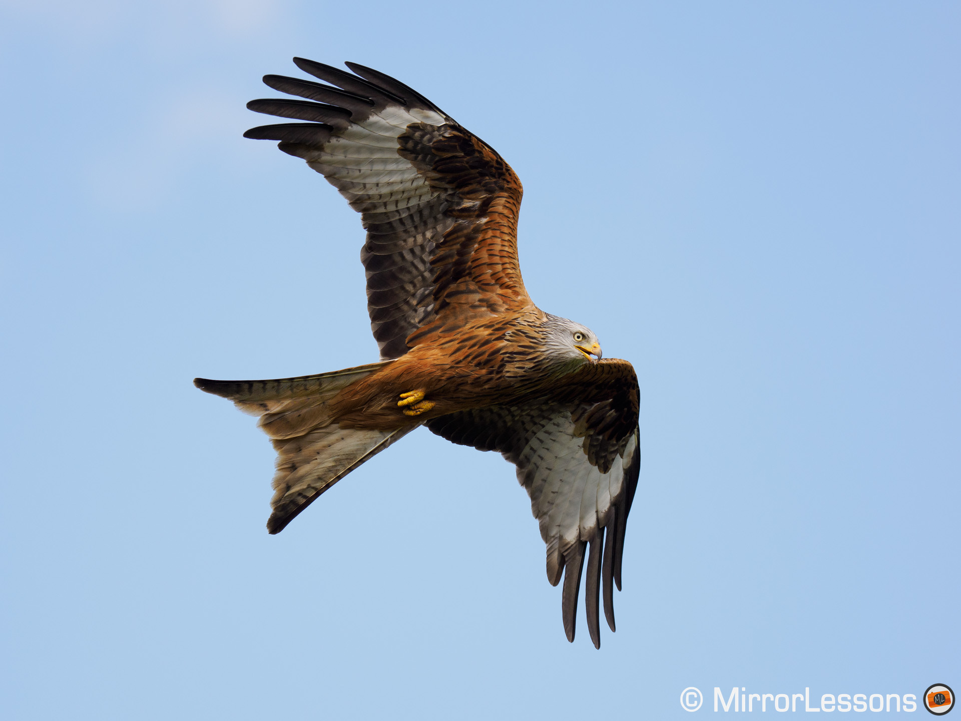 red kite with blue sky in the background