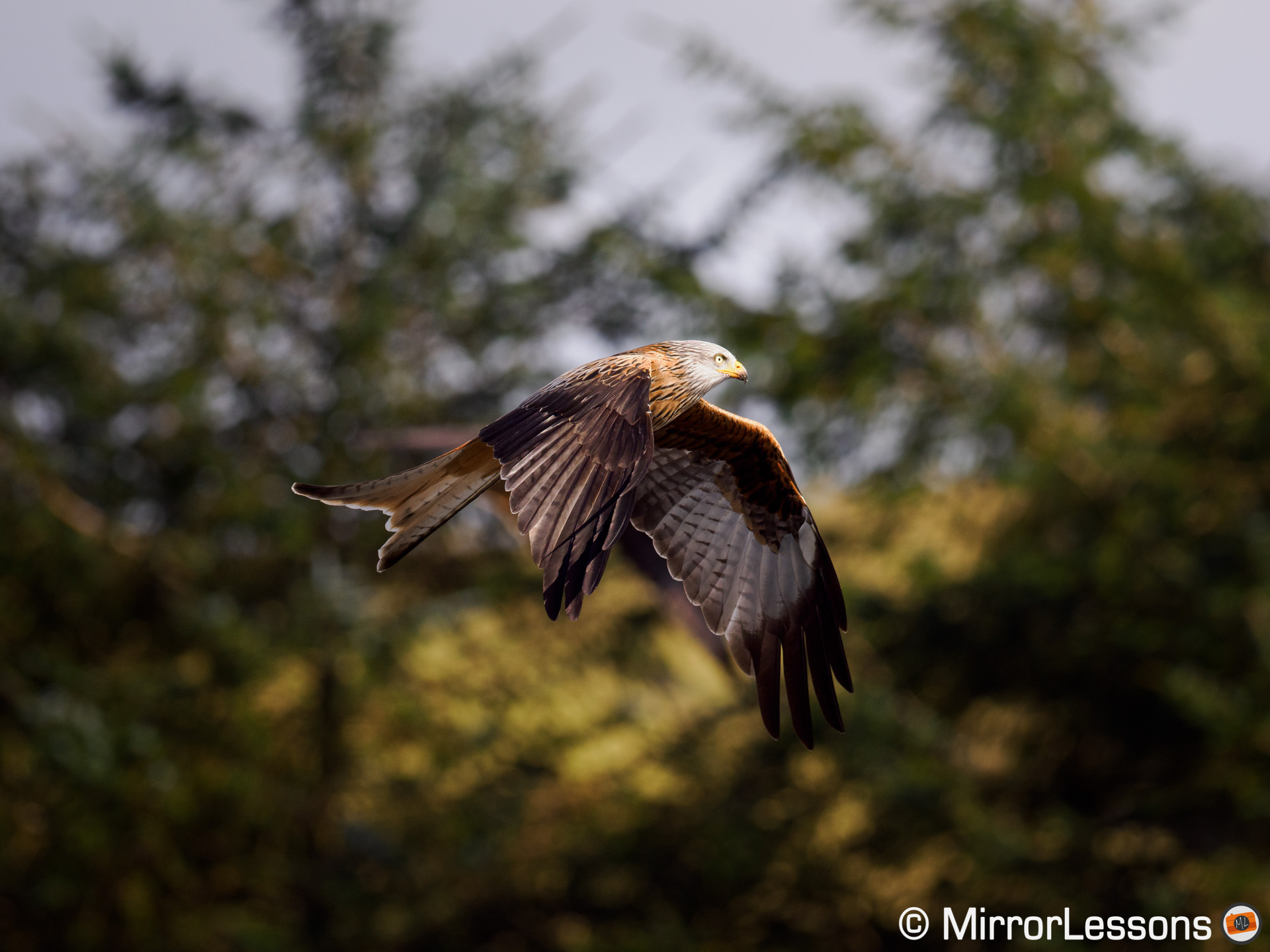 red kite with trees in the background