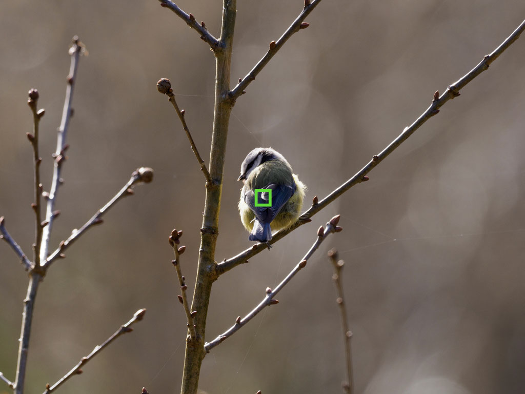 Blue tit perched on a tree, with the AF area highlighted in green