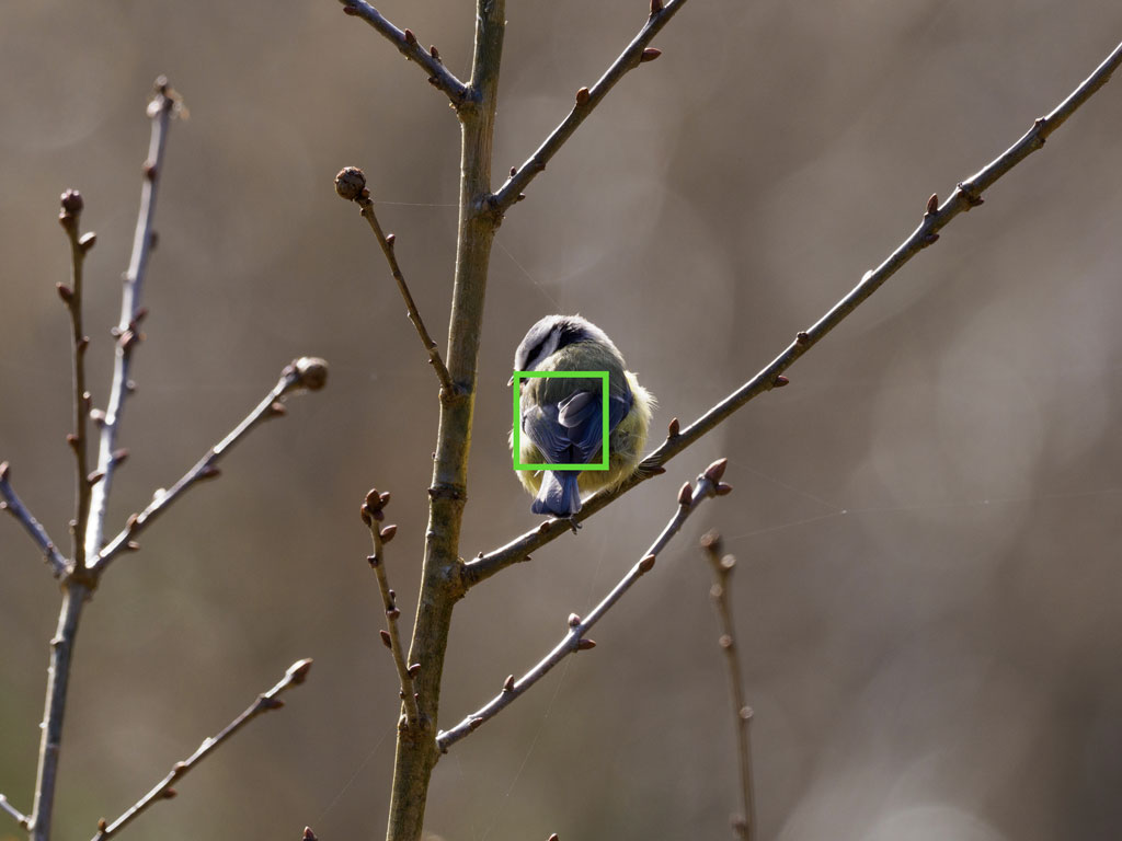 Blue tit perched on a tree, with the AF area highlighted in green