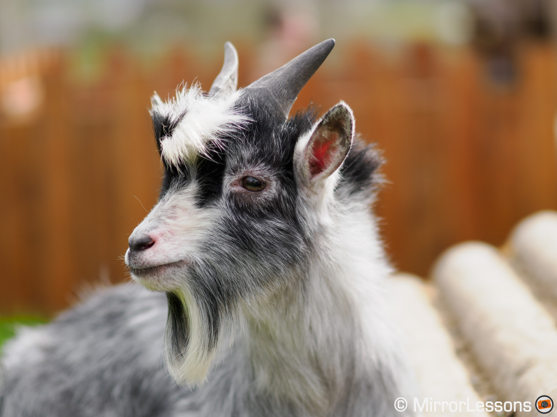 close-up of a young goat looking on the left