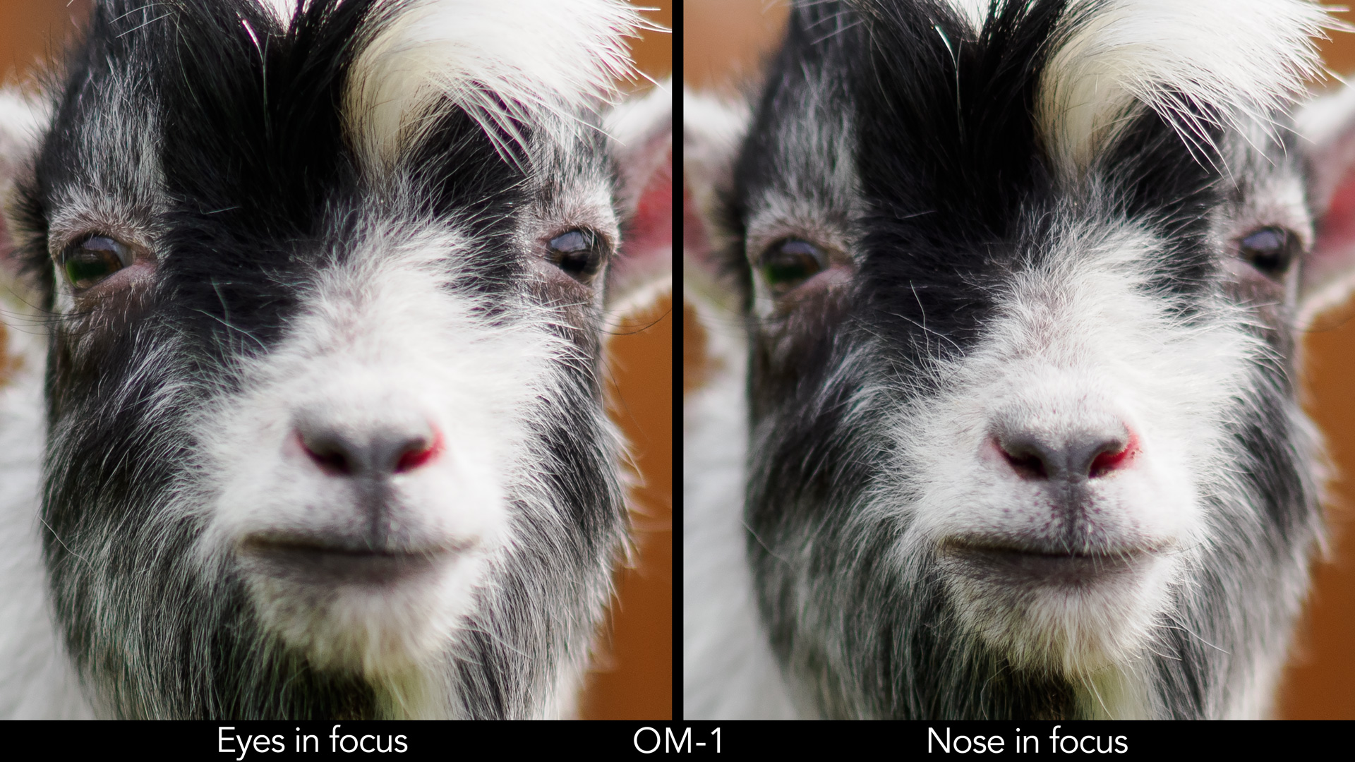 side by side portrait of a goat, showing the eyes in focus on the left and the nose in focus on the right