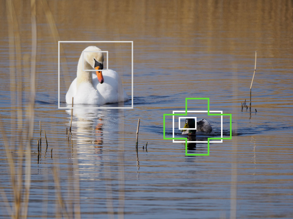 Swan and duck on a lake, with bright and green frames showing bird detection and the Target setting