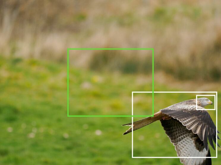 red kite flying, positioned at the bottom right of the frame rather than the centre