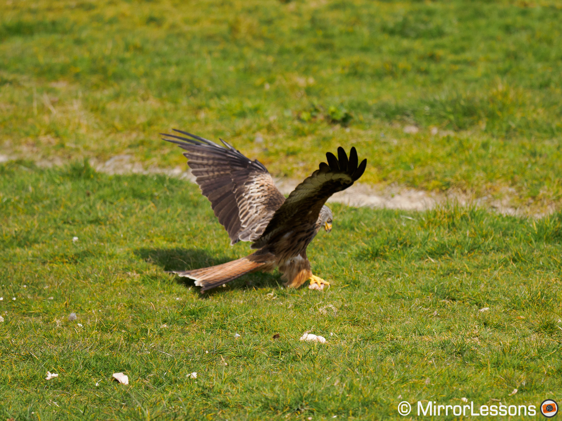 red kite grabbing a piece of meat on the grass. Image is out of focus.